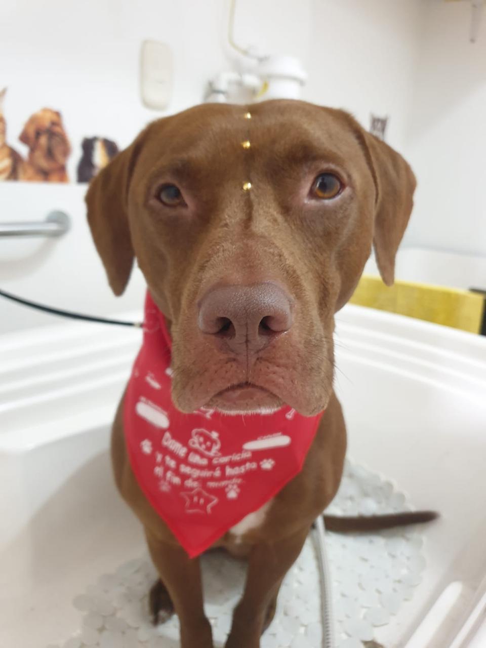 CANELA
