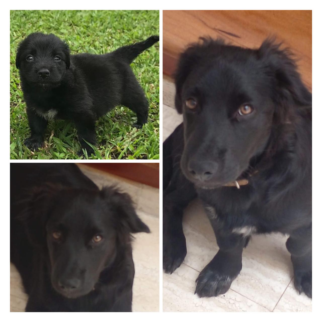 COCO