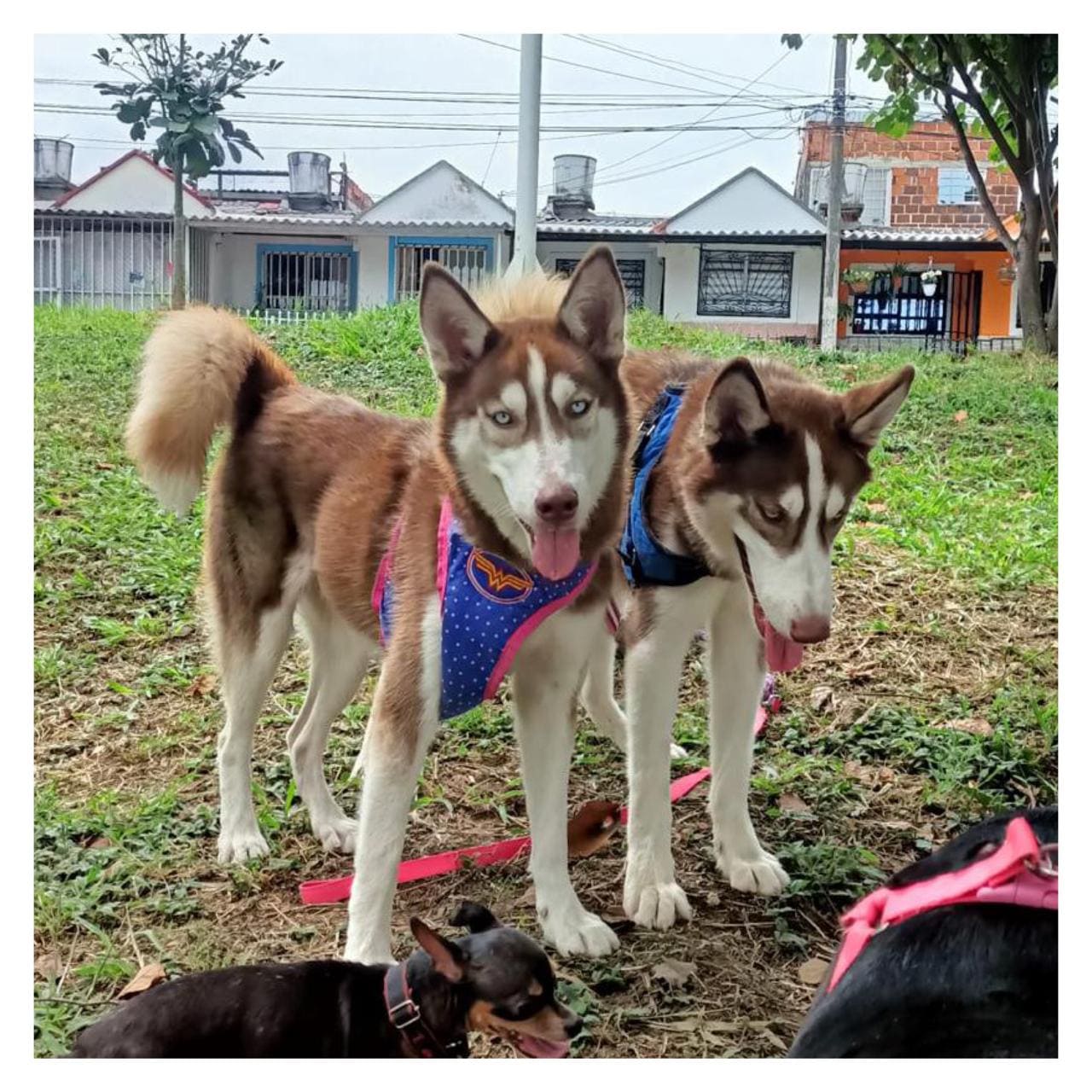 Afrodita Y Zeus