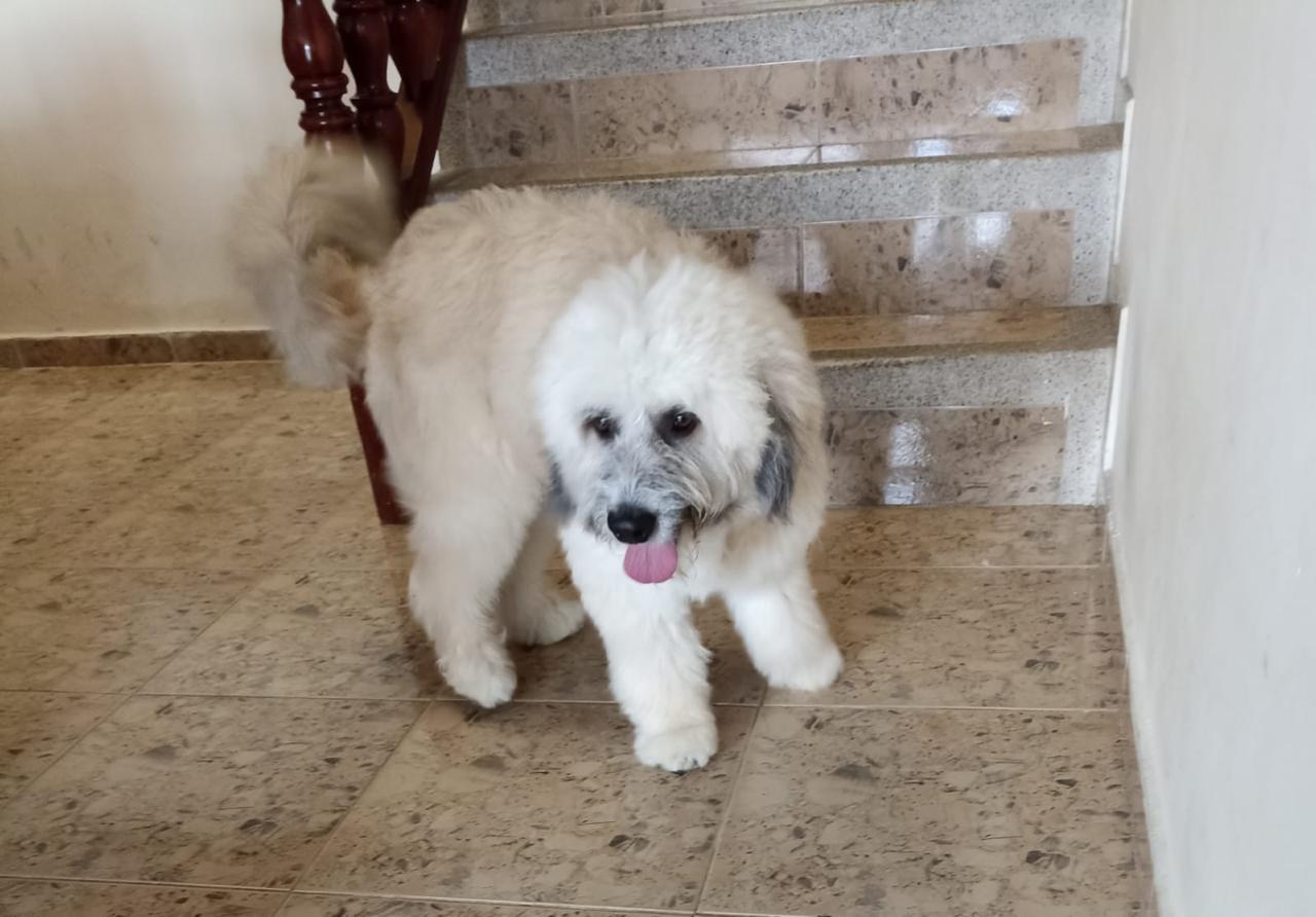 Peluche