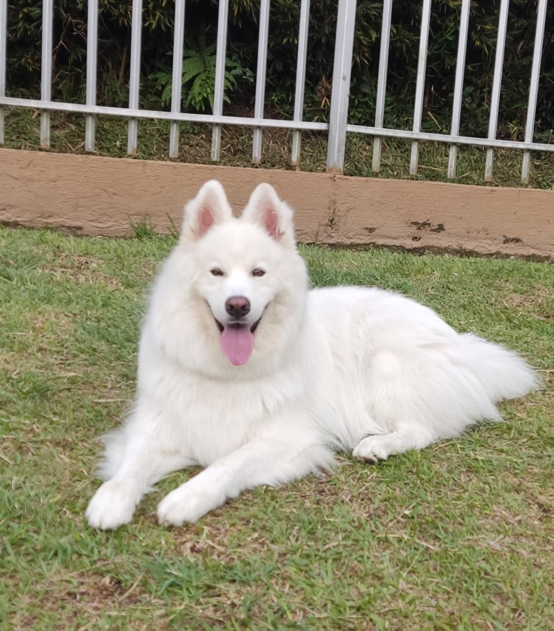 Polar